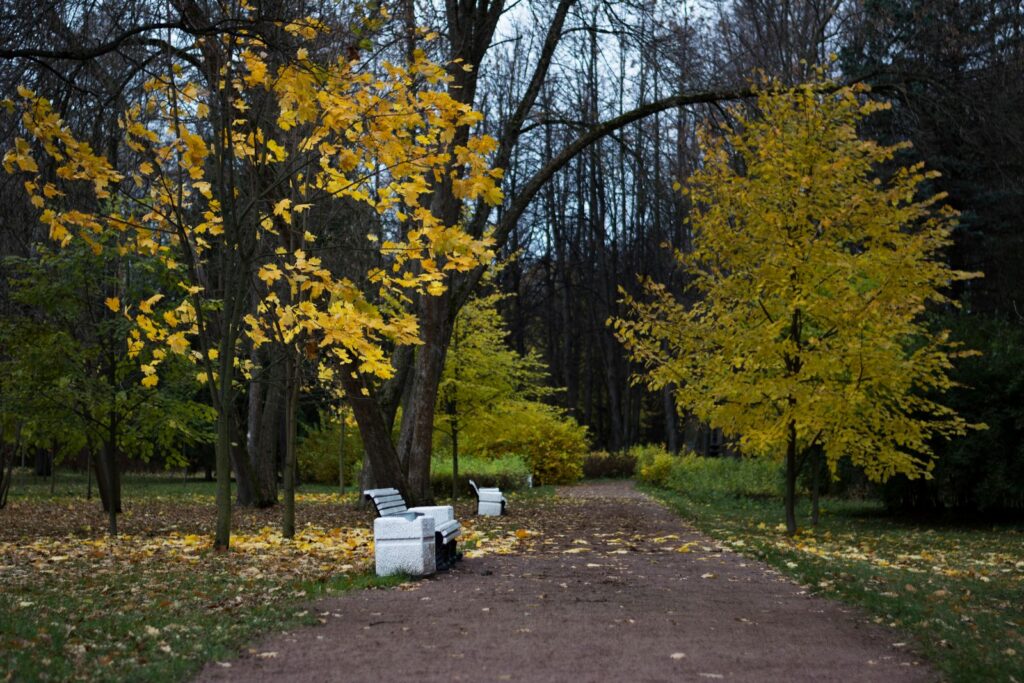 Empty park benches along a path covered in yellow autumn leaves